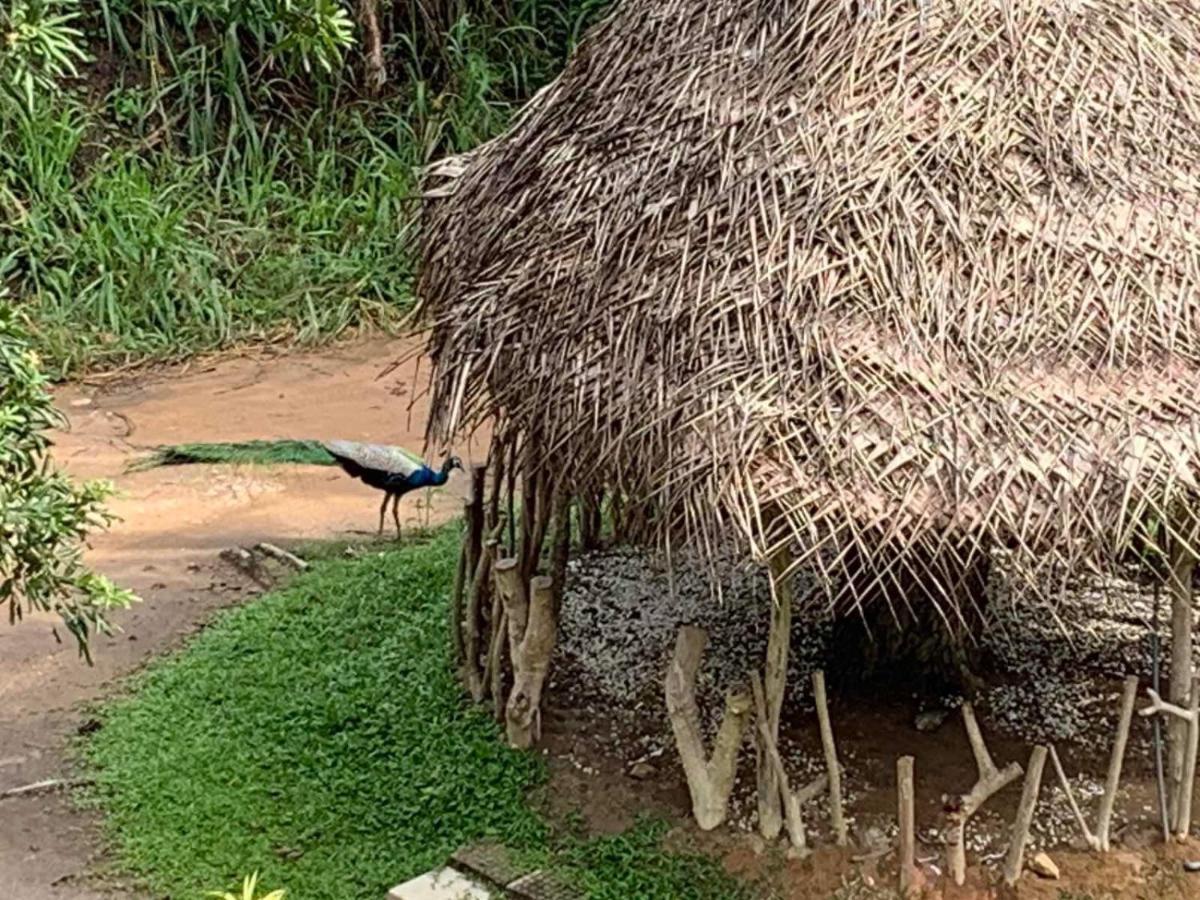 ホテル Sigiriya Rock Hide エクステリア 写真