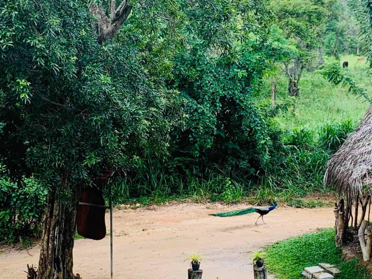 ホテル Sigiriya Rock Hide エクステリア 写真